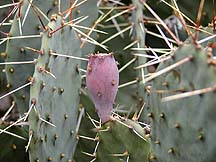 Opuntia fruit